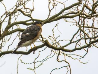 Female sparrowhawk 