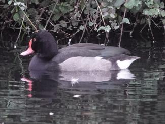 Pochard, Rosy billed