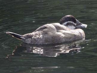 Duck, White headed (f)