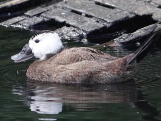 Duck, White headed (m)
