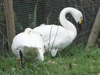Swan,Bewick's