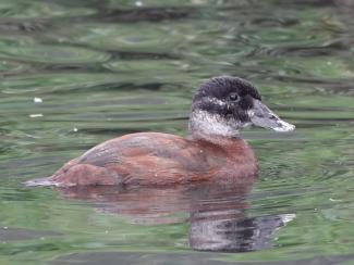 Duck, Maccoa (f)