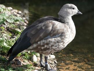 Goose, Blue winged