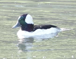 Bufflehead