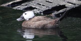 Duck, White headed (m)