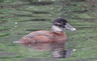 Duck, Maccoa (f)