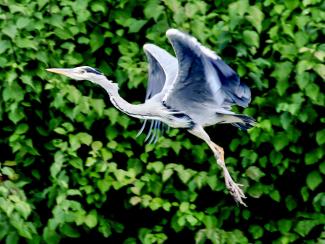 Grey Heron