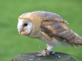 Barn owl