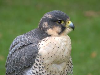 Hybrid Peregrine and Gyrfalcon