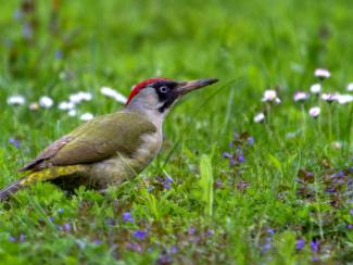 Green Woodpecker