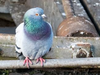 Feral pigeon