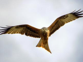 Red kite in flight