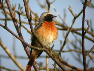 Redstart
