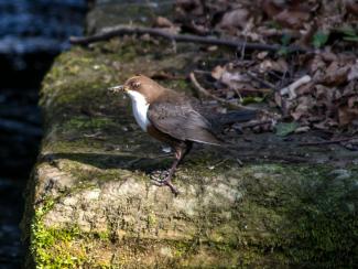 White throated dipper 