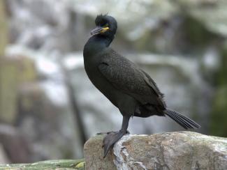 European shag