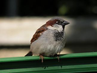 House Sparrow