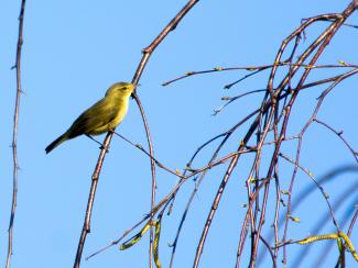 Willow warbler