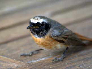Young redstart