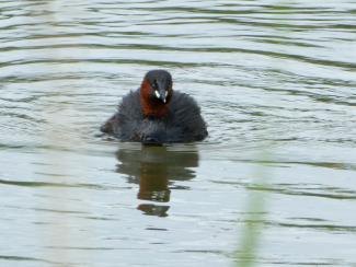 Little Grebe