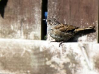 Dunnock