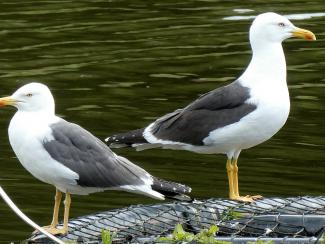 Lesser Black Backed Gull