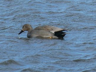 Gadwall - male