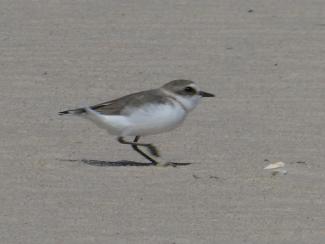 Plover, Kentish - f