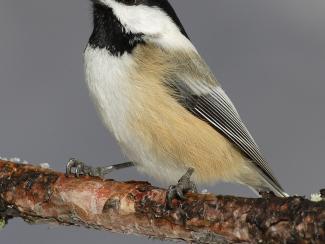 Image from Wikipedia