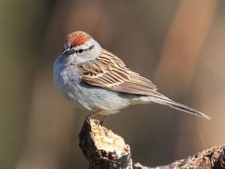 Image from Wikipedia