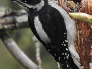 Image from Wikipedia