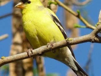 Image from Wikipedia