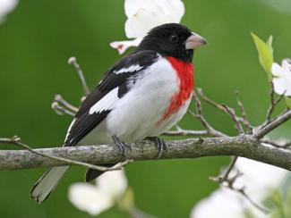 Image from Wikipedia