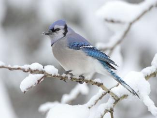 Image from Wikipedia