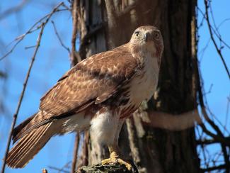 Image from Wikipedia