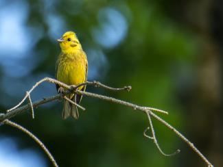 yellowhammer
