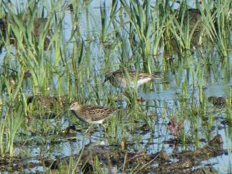 Sandpiper, Pectoral