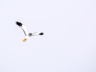 Hen Harrier