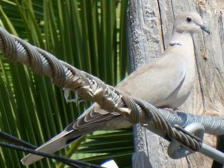 Collared Dove