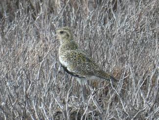 Golden Plover