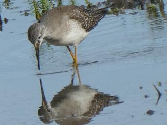 Yellowlegs, Lesser