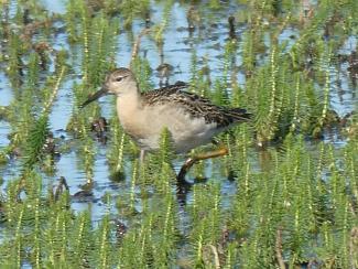 Ruff, non breeding