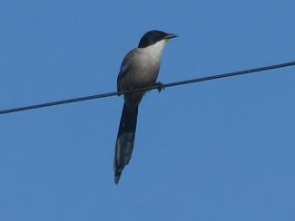 Magpie, Iberian Azure winged