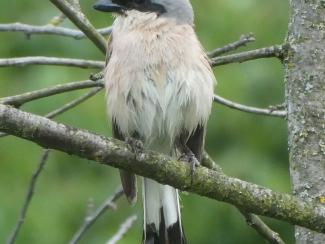 Shrike, Great Grey