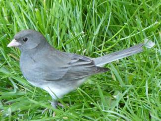 Junco, Dark-eyed