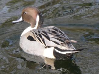 Pintail Male