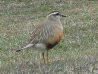 Dotterel, Male