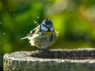 Blue Tit