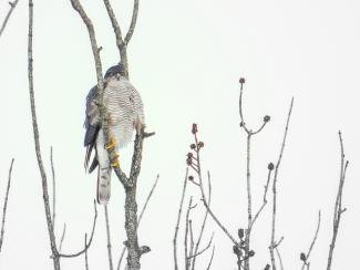 Sparrowhawk
