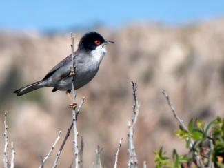Sardinian Warbler in Sicily