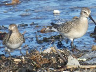 Sandpiper, Curlew (R) compared to Dunlin (L)